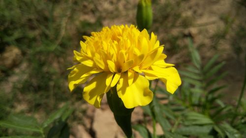 Gėlė, Marigoldas, Geltona
