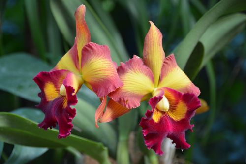 Gėlė, Orchidėja, Gamta