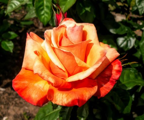 Gėlė, Flora, Rožė, Oranžinė