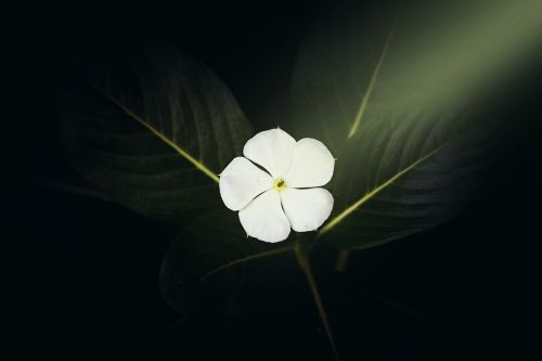 Gėlė, Šviesos Spinduliai, Balta Gėlė