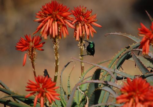 Gėlė, Pietų Afrikietis, Oranžinė, Kolibris