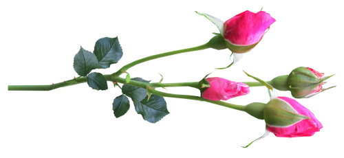 Gėlė, Stiebas, Rožė, Pumpurai Rožiniai