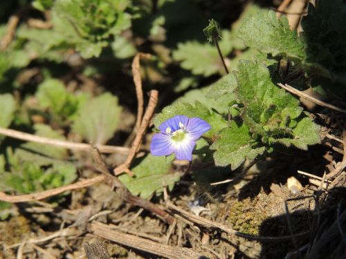 Žiedas, Žydėti, Violetinė, Augalas, Violetinė, Uždaryti