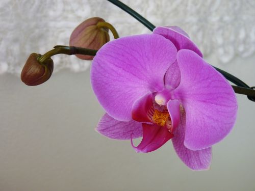Gėlė, Orchidėja, Augalas