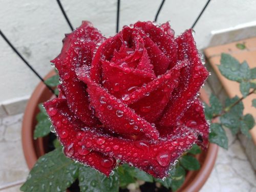 Gėlė, Bordo Rožė, Vazonai