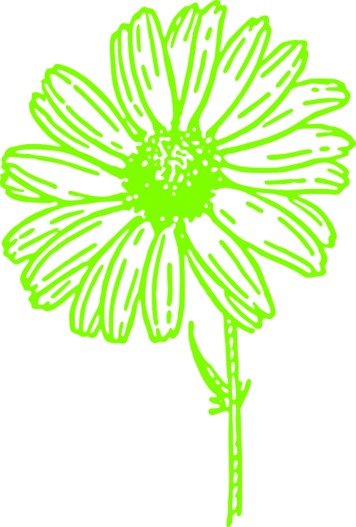 Gėlė, Marguerite, Pavasaris, Žiedas, Žalias, Botanika, Biologija, Nemokama Vektorinė Grafika