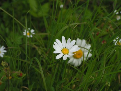 Gėlė, Marguerite, Laukas