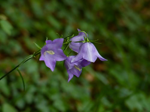 Gėlė, Žiedas, Žydėti, Gėlių, Uždaryti, Violetinė