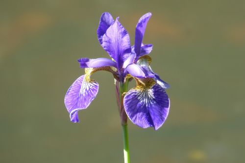 Gėlė, Gamta, Augalas, Iris