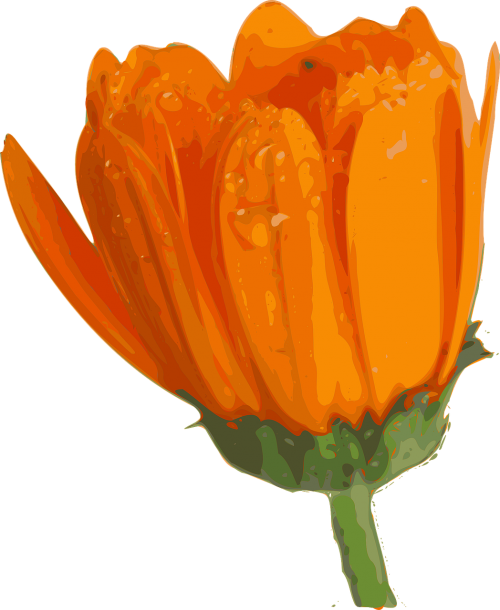 Gėlė, Augalas, Oranžinė, Gražus, Flora, Nemokama Vektorinė Grafika