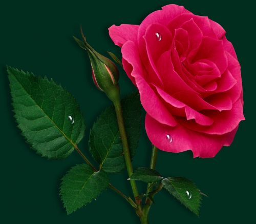 Gėlė, Rosa, Žiedlapis, Gėlių, Gamta, Rožinė Rožė, Žalias Fonas, Skirta, Romantika