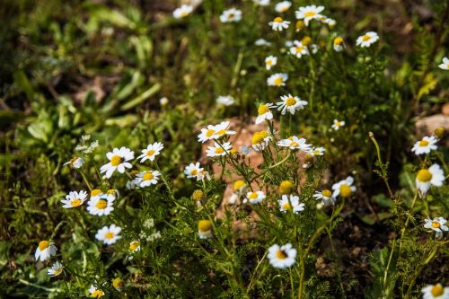 Gėlė,  Gamta,  Flora,  Hayfield,  Vasara,  Be Honoraro Mokesčio