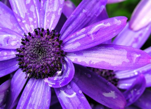 Gėlė,  Flora,  Gamta,  Žiedlapis,  Gražus,  Gėlių,  Iš Arti,  Be Honoraro Mokesčio