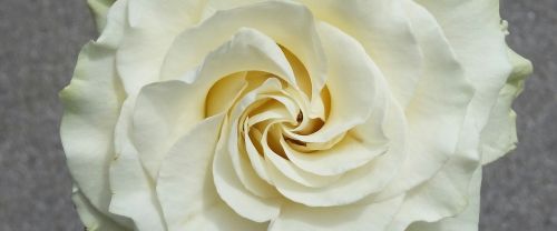 Gėlė,  Rosa,  Balta Rožė,  Be Honoraro Mokesčio
