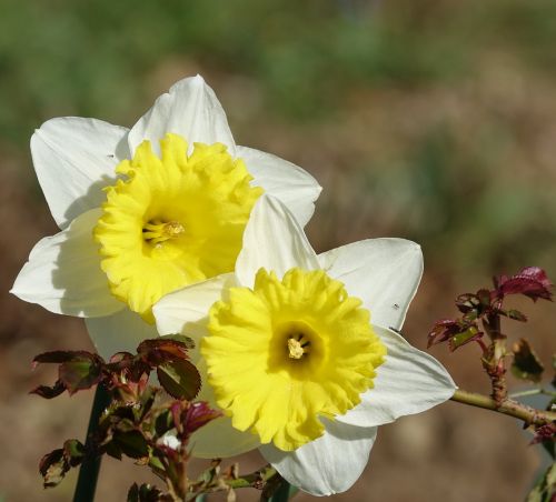 Gėlė,  Smeigtukas Narcizas,  Abbey Pavasario Skelbimas,  Be Honoraro Mokesčio