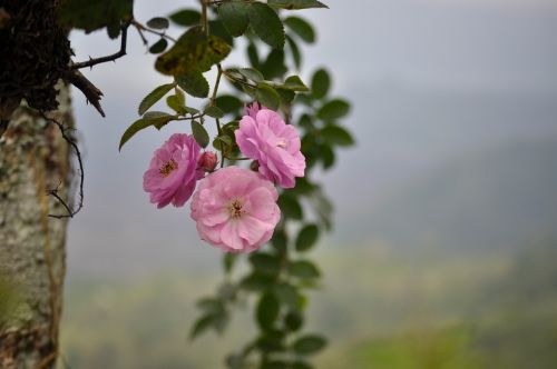 Gėlė,  Flora,  Gamta,  Vasara,  Medis,  Be Honoraro Mokesčio