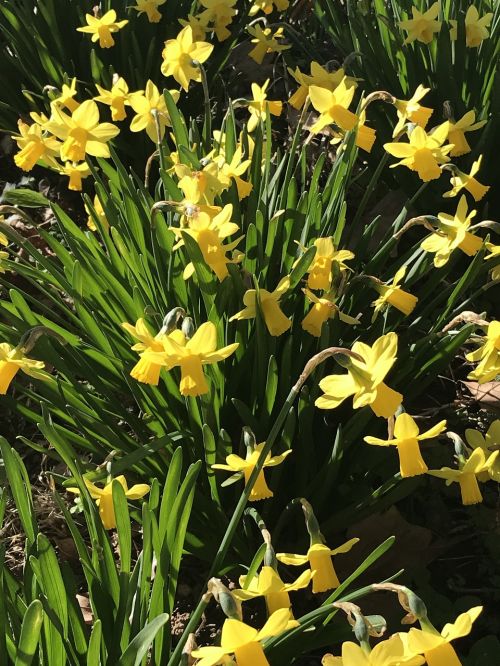 Gėlė,  Daffodil,  Velykos,  Augalas,  Be Honoraro Mokesčio