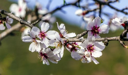 Gėlė,  Medis,  Filialas,  Vyšnia,  Augalas,  Žydėjimas,  Protrūkis,  Žiedlapis,  Pavasaris,  Sezonas,  Lauke,  Gamta,  Sodas,  Lapai,  Gėlių,  Botanika,  Natūralus,  Šviežumas,  Pistil,  Be Honoraro Mokesčio