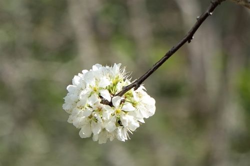 Gėlė,  Gamta,  Augalas,  Medis,  Be Honoraro Mokesčio