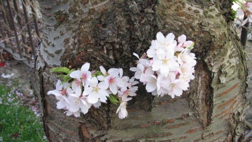 Gėlė,  Gamta,  Medis,  Flora,  Sezonas,  Be Honoraro Mokesčio