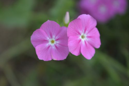 Gėlė,  Flora,  Gamta,  Žiedlapis,  Sodas,  Rožinis,  Šviežias,  Makro,  Iš Arti,  Be Honoraro Mokesčio