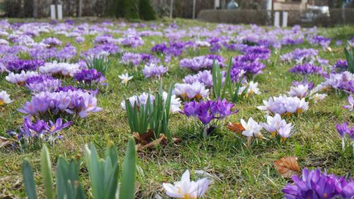 Gėlė,  Gamta,  Flora,  Žydi,  Pavasaris,  Be Honoraro Mokesčio