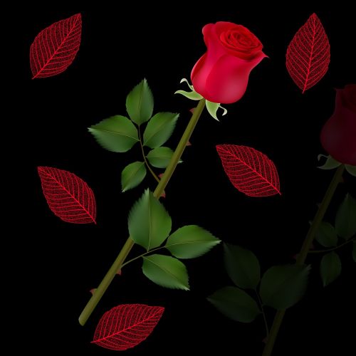 Gėlė,  Gėlės,  Rosa,  Raudona Roze,  Juodas Fonas,  Lapai,  Atspindys,  Romantiškas,  Žiedlapiai,  Be Honoraro Mokesčio