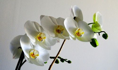 Gėlė,  Gamta,  Augalas,  Orchidėja,  Be Honoraro Mokesčio