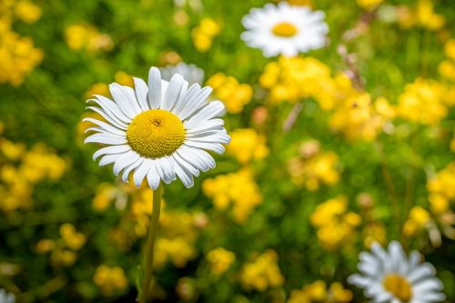 Gėlė,  Gamta,  Flora,  Vasara,  Hayfield,  Kiaulpienė,  Geltona,  Žalias,  Be Honoraro Mokesčio