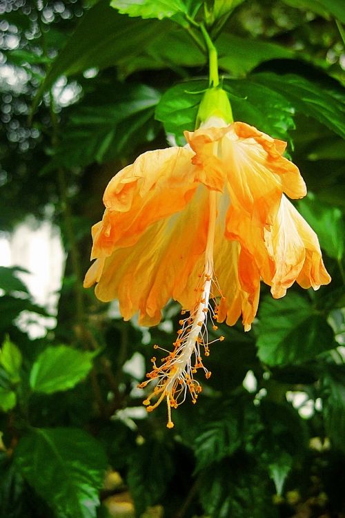 Gėlė, Geltona, Oranžinė, Gamta, Indonezija, Egzotiškas
