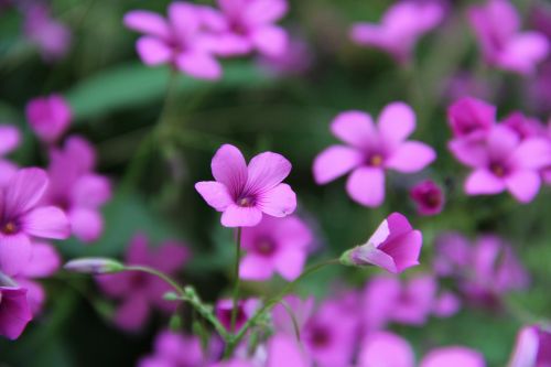 Gėlė,  Flora,  Gamta,  Sodas,  Vasara,  Be Honoraro Mokesčio