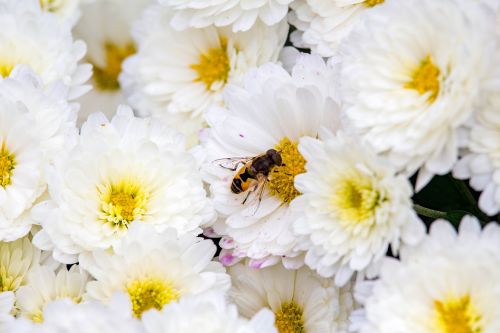 Gėlė,  Flora,  Gamta,  Gėlių,  Sodas,  Be Honoraro Mokesčio