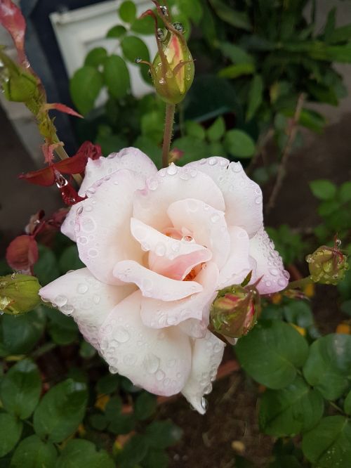 Gėlė,  Rosa,  Balta Rožė,  Išaugo Rasa,  Gamta,  Lapai,  Be Honoraro Mokesčio