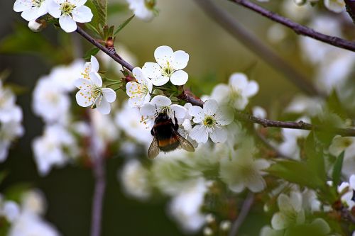 Gėlė,  Gamta,  Vyšnia,  Vabzdys,  Žydi,  Be Honoraro Mokesčio