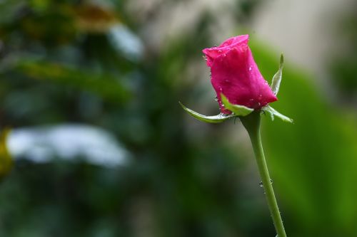 Gėlė,  Gamta,  Flora,  Lapai,  Lauke,  Be Honoraro Mokesčio