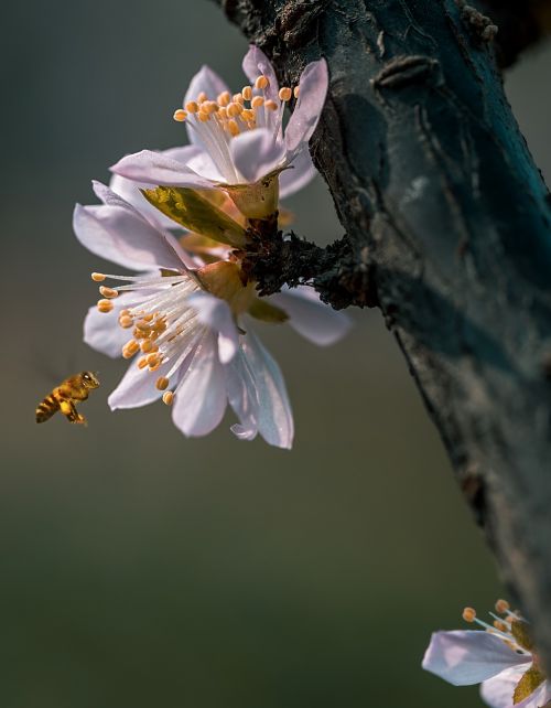 Gėlė,  Gamta,  Flora,  Lauke,  Žiedlapis,  Be Honoraro Mokesčio