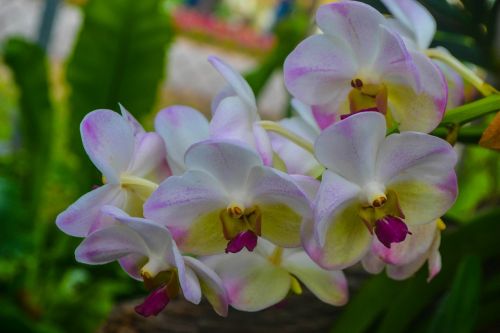 Gėlė,  Flora,  Gamta,  Sodas,  Žydėjimas,  Orchidėja,  Orchidėjos,  Orchidėja,  Balta Orchidėja