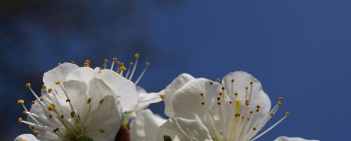 Gėlė,  Gamta,  Flora,  Vasara,  Stalinis Kompiuteris,  Iš Arti,  Dangus,  Be Honoraro Mokesčio