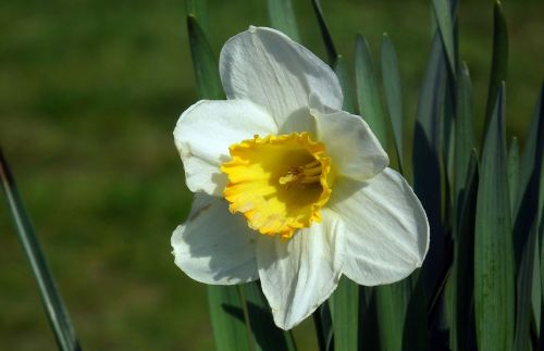 Gėlė,  Daffodil,  Gamta,  Augalas,  Pavasaris,  Velykos,  Be Honoraro Mokesčio