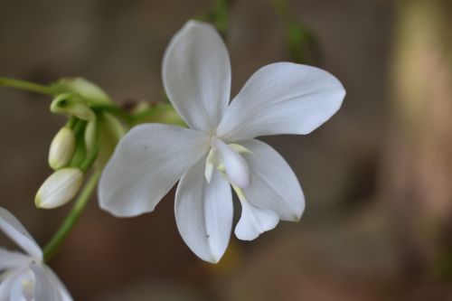 Gėlė,  Gamta,  Flora,  Lapai,  Žiedlapis,  Be Honoraro Mokesčio