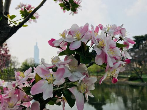 Gėlė,  Augalas,  Sodas,  Gamta,  Medis,  Vyšnių Mediena,  Parkas,  Xuanwu Ežeras,  Be Honoraro Mokesčio