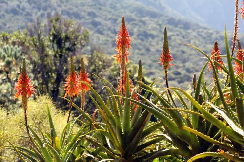 Gėlė,  Flora,  Gamta,  Lauke,  Aloe,  Kirstenbosch,  Be Honoraro Mokesčio