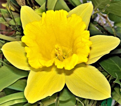 Gėlė,  Daffodil,  Narcizas,  Pavasario Gėlė,  Vienas Žydi,  Pilnai Žydėti,  Geltona,  Šviesus,  Be Honoraro Mokesčio