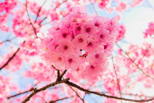Gėlė,  Flora,  Gamta,  Sezonas,  Vyšnia,  Sakura,  Be Honoraro Mokesčio