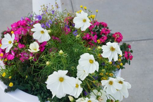 Gėlė,  Flora,  Gamta,  Sodas,  Vasara,  Be Honoraro Mokesčio