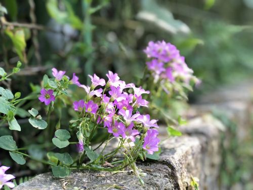 Gėlė,  Gamta,  Augalas,  Žydėti,  Violetinė,  Be Honoraro Mokesčio