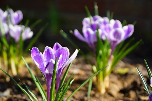 Gėlė,  Gamta,  Augalas,  Gėlės,  Crocus,  Sezonas,  Sodas,  Pavasaris,  Violetinė,  Žiedlapis,  Žydintis Augalas,  Violetinė,  Augimas,  Be Honoraro Mokesčio