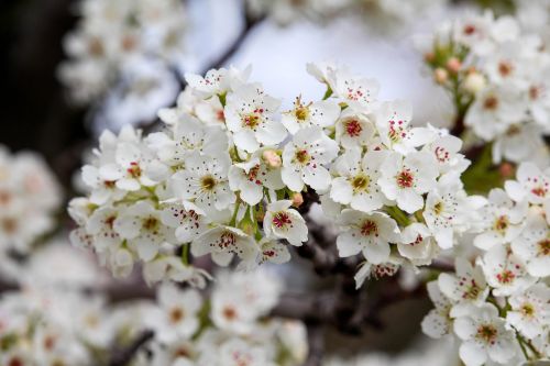 Gėlė,  Vyšnia,  Flora,  Gamta,  Filialas,  Be Honoraro Mokesčio