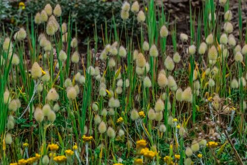 Gėlė,  Flora,  Gamta,  Laukas,  Žolė,  Sezonas,  Wildflower,  Pavasaris,  Pieva,  Žydi,  Be Honoraro Mokesčio