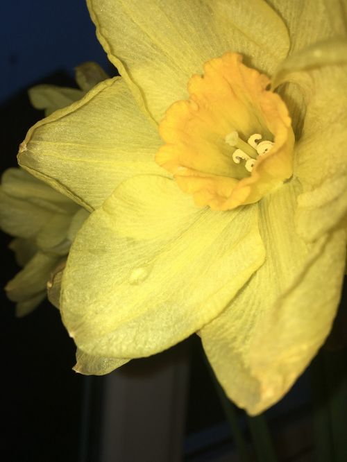 Gėlė,  Daffodil,  Gamta,  Narcizas,  Flora,  Be Honoraro Mokesčio